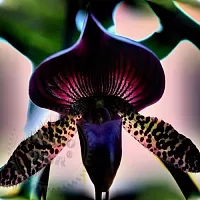 Купить Гранулы для стирального порошка Black Orchid, красные, 10 грамм в Украине